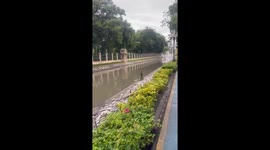 Monitor lizards grapple next to canal  in Thailand