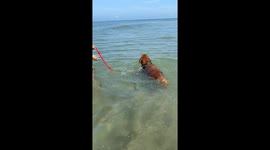Excitable dog enjoys first-ever swim at beach