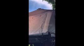 Campers shocked to find snake slithering across their tent