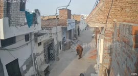 Terrifying moment bull tosses elderly man several metres into air in India