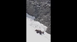 Himalayan brown bear and cubs spotted playing in snow