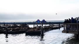 Tourists flock to see sea lions at San Francisco’s Pier 39