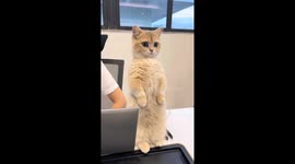 Cat stands steadily on hind legs in Guangdong, China