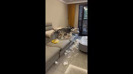 Playful husky makes a mess in living room in Heilongjiang, China