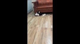 Husky hilariously stuck under wooden sofa in Jiangxi, China