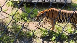 Funny zoo moment with playful tiger in Heilongjiang, China