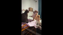 Cat and dog playful scuffle in Shanghai, China
