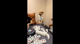 Dog mimics mahjong players in Henan, China