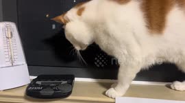 Curious cat reacts to ticking metronome in Shanghai, China