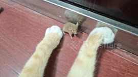 Cat plays chase with mouse in Hubei, China