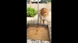 Cat enjoys backyard shower in Hebei, China