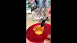 Little greedy cat enjoys cake in Chongqing, China