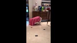 Cat carries its soft bed across rooms in Sichuan, China