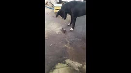 The dog gets pinched by crab's claws when trying to get close to crab