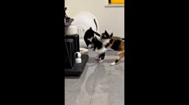 Cats playfully wrestling together in Beijing, China