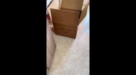 Cute kittens playing from inside a box in Jiangxi, China