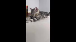 Adorable kitten naps and head-bobs, making owner laugh in Jiangsu, China