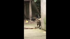 Pet cat tackles snake caught slithering through family's garden