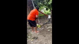 Coconut falls on resident's head as family collect fruit from tree