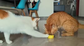 Cats playfully fight over canned food in Beijing, China
