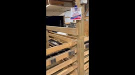 The Goat Escape Is No Longer a Mystery