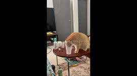British Shorthair cat gets itself stuck in plastic cup
