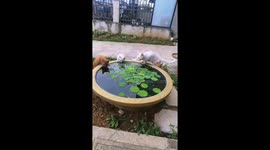 Kitten copying the other cats accidentally falls into garden water jar