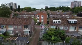Dutch gardener sets European record with 9.18-meter sunflower