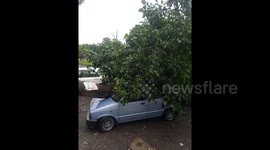 Pakistan: Tree Falls on Cars During Rain in Islamabad, Vehicles Damaged