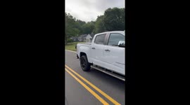 Bears Fighting in the Street