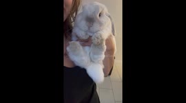 Teddie the Bunny