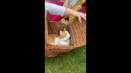 Ginger and white fluffy cat inside picnic basket