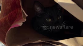 A cat sleeping in a paper bag