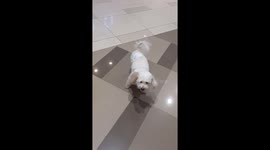Pet dog is terrified of giant cat mascot at shopping mall