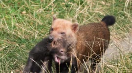 Adorable bush dog puppies play fight at Dudley Zoo