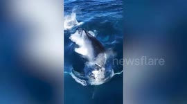 Drone footage captures moment orcas drown humpback whale in Sea of Cortés hunt