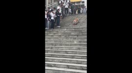 Corgi skateboards down set of steps in front of students