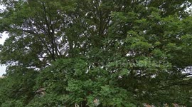 Neighbours of Cotswolds village church face £70k bill in row over 250-year-old tree