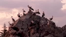 Migrating storks rest in western Türkiye on journey back from Africa