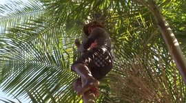 Brazil: Brazil's acai exporters turn to other markets after US tariffs hit