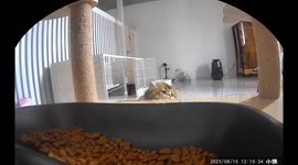 Persistent cat struggles to reach food bowl in Liaoning, China