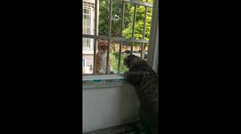 Two cats have a window conversation in Anhui, China