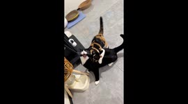Two cats in playful scuffle in Beijing, China