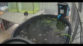 Bird eats expensive Molly fish in Lampang, Thailand