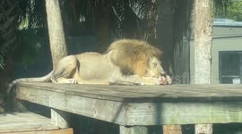 A lion sits and enjoys his dinner on a platform at the zoo of steak