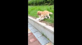 Golden Retriever wrestles with Samoyed in Fujian, China