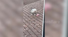 Cheeky seagull snatches ornament from woman's kitchen