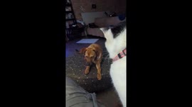 Foster dog meets my cat. It goes about as well as I expected.