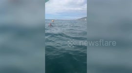 Reggie the dolphin seen