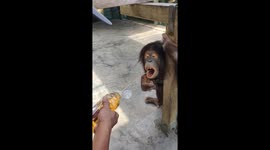 Chimp has juice squirted into his mouth at zoo in China